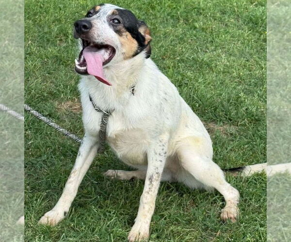 Medium Photo #3 Mutt Puppy For Sale in Canton, CT, USA