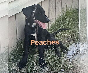 Labrador Retriever-Unknown Mix Dogs for adoption in Sterling, MA, USA