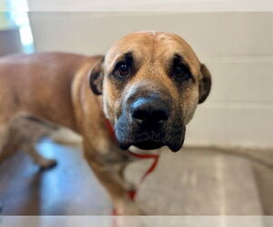 Bassetdor Dogs for adoption in Tavares, FL, USA