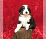 Small Photo #6 Miniature Australian Shepherd Puppy For Sale in HARTVILLE, MO, USA