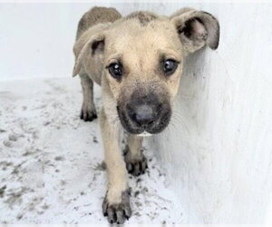 Labrador Retriever-Unknown Mix Dogs for adoption in Houston, TX, USA