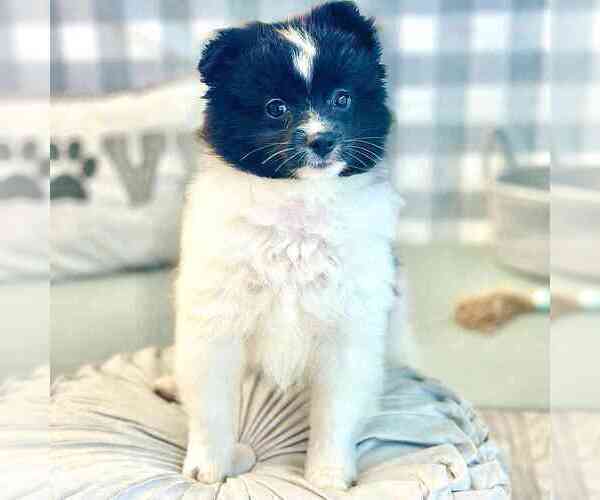 Medium Photo #1 Pomeranian Puppy For Sale in MARIETTA, GA, USA