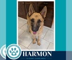 Small #1 German Shepherd Dog