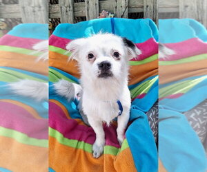Cheeks Dogs for adoption in Missouri City, TX, USA