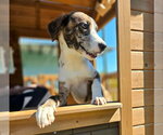 Small Photo #4 Catahoula Leopard Dog-Unknown Mix Puppy For Sale in Anniston, AL, USA