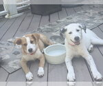 Small #4 Australian Shepherd