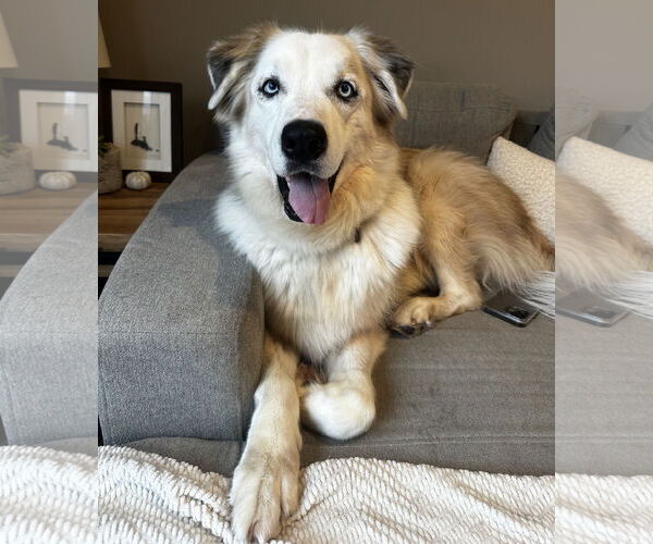 Medium Photo #3 Great Pyrenees-Unknown Mix Puppy For Sale in Brooklyn Center, MN, USA