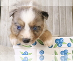Small Photo #20 Miniature Australian Shepherd Puppy For Sale in STAFFORD, VA, USA