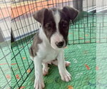 Small #12 Borador
