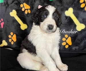 Aussiedoodle Puppy for sale in KINGS MOUNTAIN, NC, USA