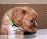 Small #10 Cavalier King Charles Spaniel