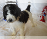 Small Photo #4 Poodle (Standard) Puppy For Sale in INDEPENDENCE, MO, USA