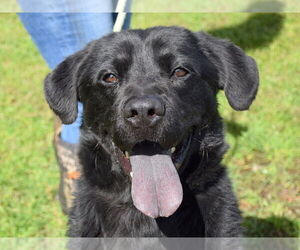 Chow Chow-Unknown Mix Dogs for adoption in Anniston, AL, USA