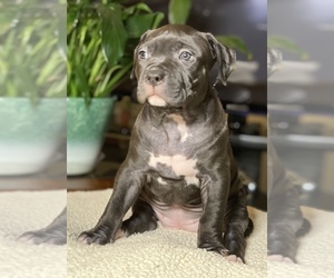 American Bully Puppy for sale in PHILA, PA, USA