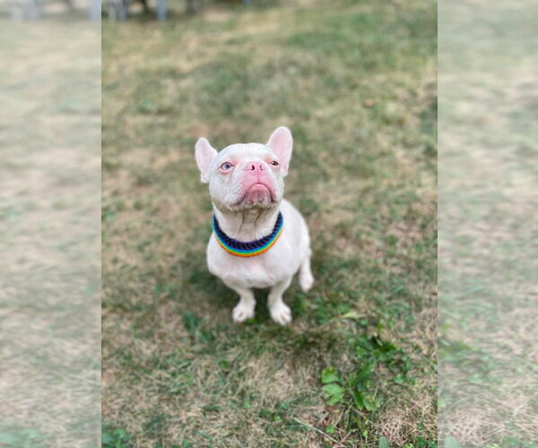 Medium Photo #2 French Bulldog Puppy For Sale in St. Louis Park, MN, USA