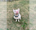 Small #1 French Bulldog