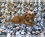 Small #4 Cavapoo (Miniature)
