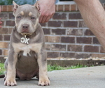Puppy Red Collar American Bully