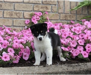 Shiba Inu Puppy for sale in MILLERSBURG, OH, USA