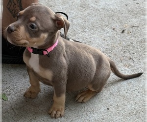 American Bully Puppy for Sale in AURORA, Colorado USA