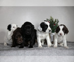 Small English Cocker Spaniel