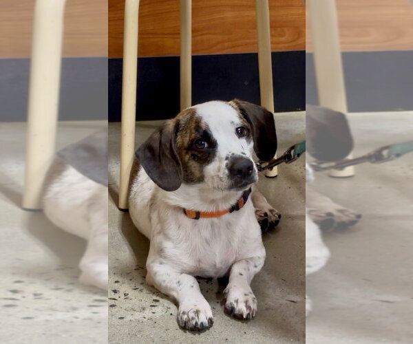 Medium Photo #5 Beagle-Unknown Mix Puppy For Sale in Mooresville, NC, USA