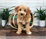 Small Photo #4 Cavapoo Puppy For Sale in NAPLES, FL, USA