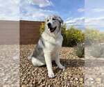 Small #1 Great Pyrenees