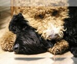 Small Photo #14 Goldendoodle Puppy For Sale in MISSOULA, MT, USA