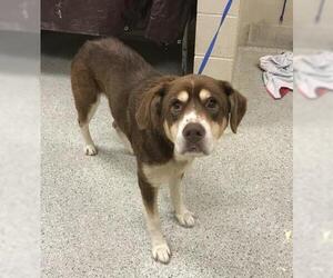 Labrador Retriever-Unknown Mix Dogs for adoption in Conroe, TX, USA