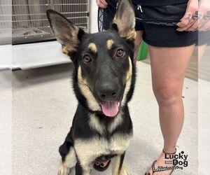 German Shepherd Dog-Unknown Mix Dogs for adoption in Washington, DC, USA