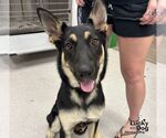 Small German Shepherd Dog Mix