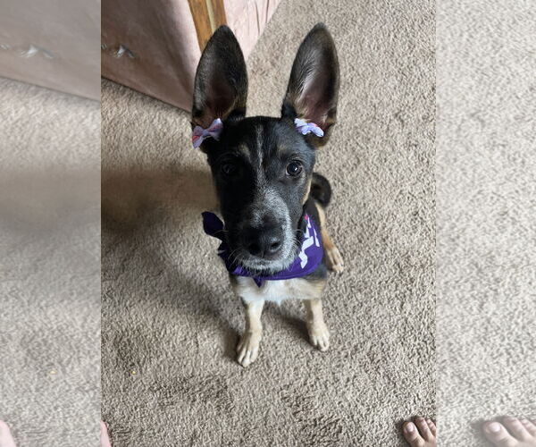 Medium Photo #2 German Shepherd Dog-Unknown Mix Puppy For Sale in Chandler, AZ, USA