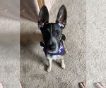Small #1 German Shepherd Dog Mix