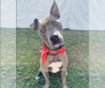Small American Pit Bull Terrier Mix