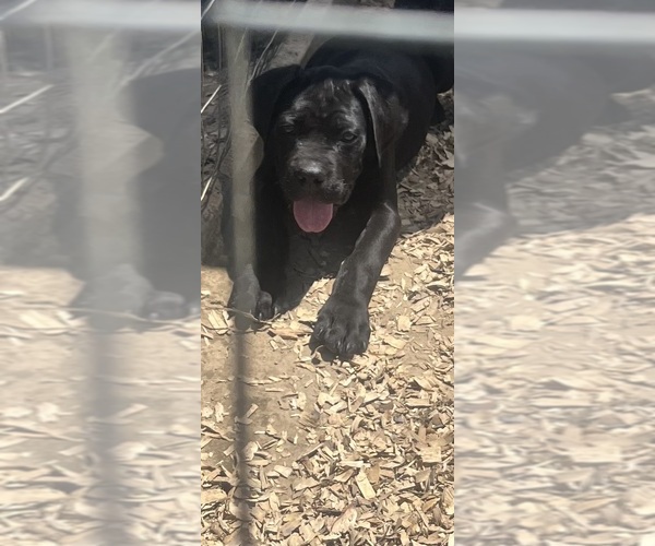 Medium Photo #1 Cane Corso Puppy For Sale in CROSS HILL, SC, USA