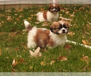 Shih Tzu Puppy for sale in SAINT PAUL, MN, USA