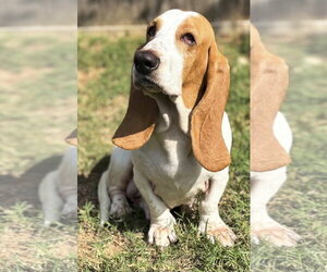 Basset Hound Dogs for adoption in Deepwater, NJ, USA