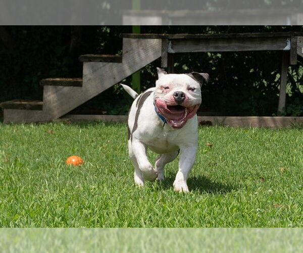 Medium Photo #1 American Bulldog-Unknown Mix Puppy For Sale in Easton, MD, USA