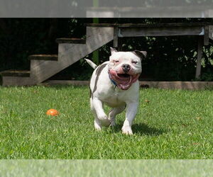 American Bulldog-Unknown Mix Dogs for adoption in Easton, MD, USA