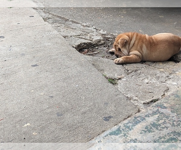 Medium Photo #4 Chinese Shar-Pei Puppy For Sale in ELLENWOOD, GA, USA