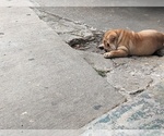 Small #3 Chinese Shar-Pei