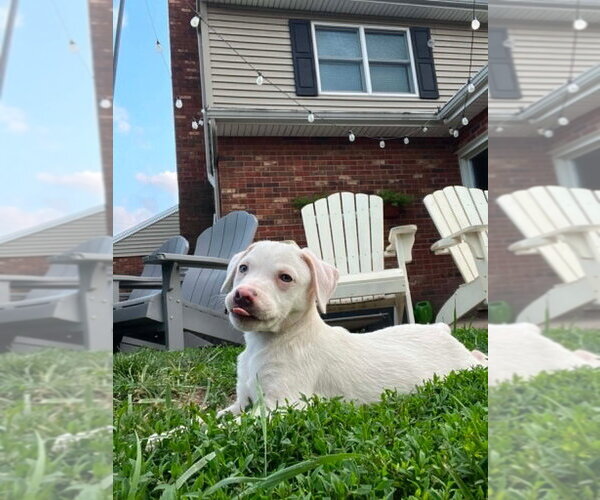 Medium Photo #2 Labbe Puppy For Sale in Aurora, IN, USA
