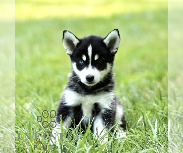 Medium Photo #4 Pomsky Puppy For Sale in PARKESBURG, PA, USA