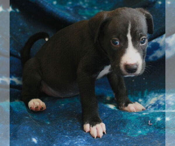 Medium Photo #10 Chinese Shar-Pei-Labrador Retriever Mix Puppy For Sale in Attalka, AL, USA
