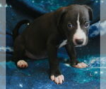 Small #9 Chinese Shar-Pei-Labrador Retriever Mix