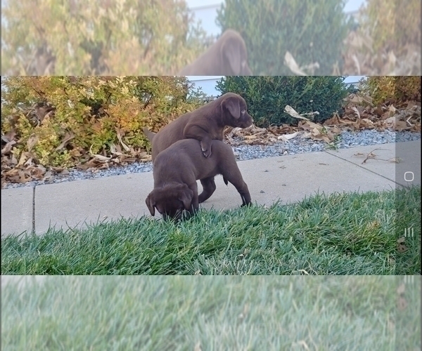 Medium Photo #4 Labrador Retriever Puppy For Sale in FREMONT, CA, USA