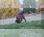 Small Photo #4 Labrador Retriever Puppy For Sale in FREMONT, CA, USA