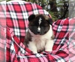 Small Photo #1 Akita Puppy For Sale in STEVENS, PA, USA