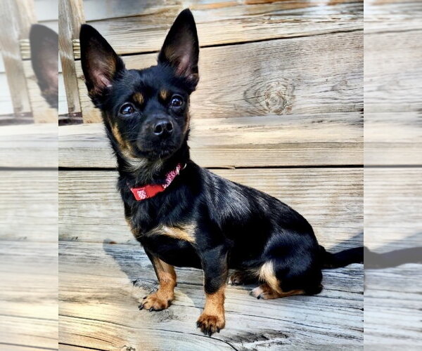 Medium Photo #4 Chihuahua Puppy For Sale in Omaha, NE, USA